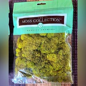 Moss Collection Reindeer Moss for Model Railroading or Crafting